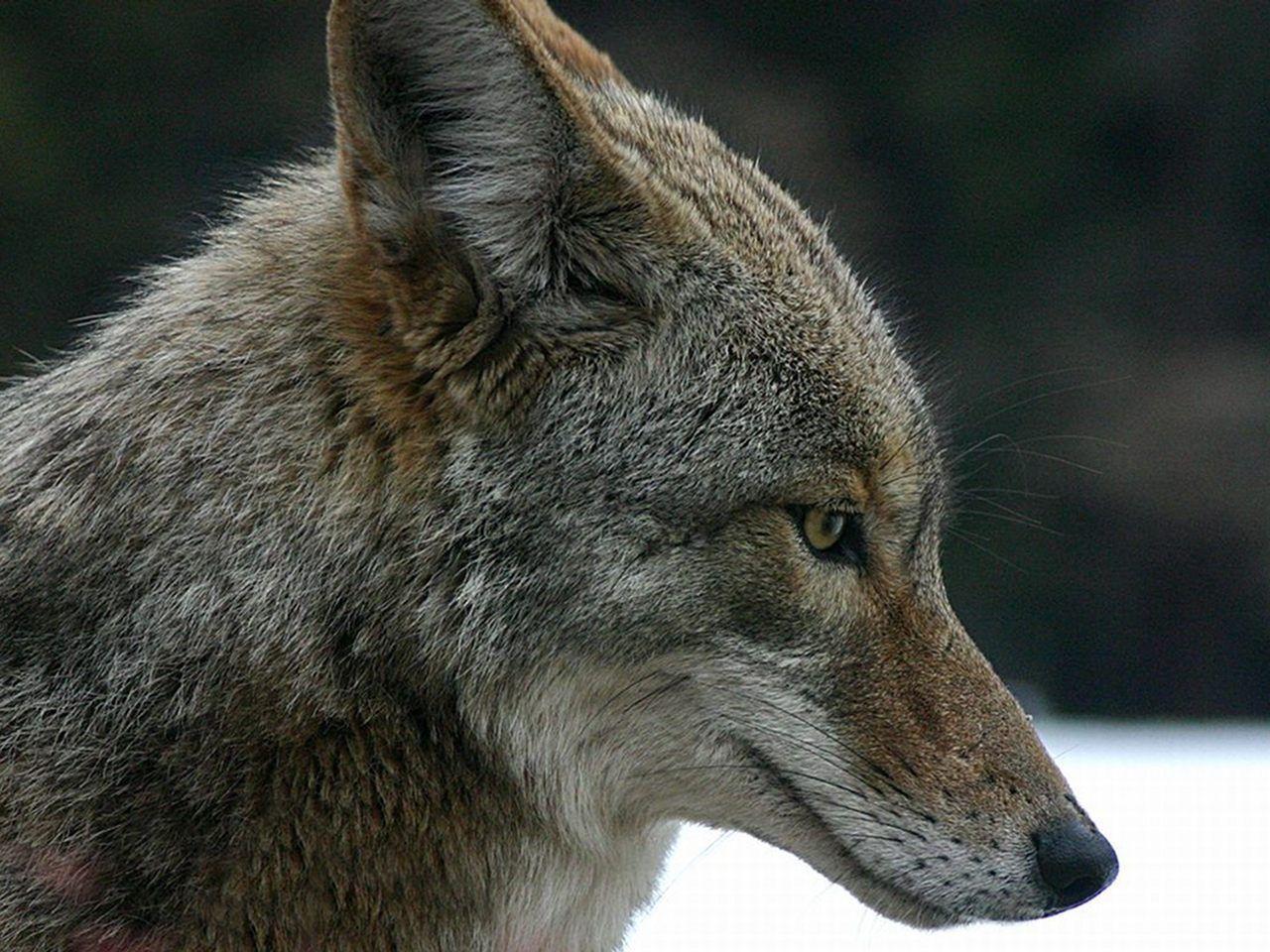 Coyote Wallpaper. Animals Wallpaper Gallery. PC Desktop Wallpaper