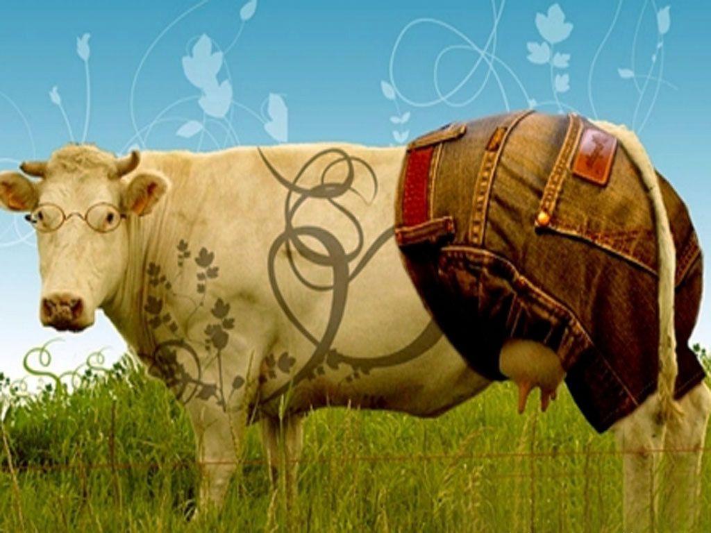Wallpaper For > Funny Cow Wallpaper