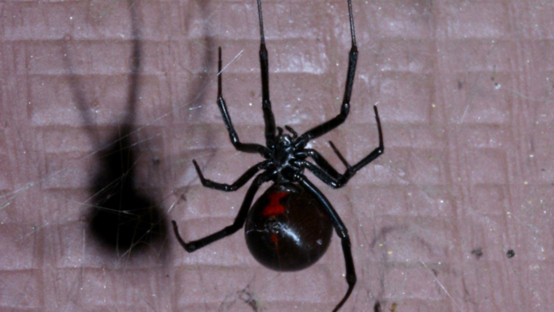 Spider 3148