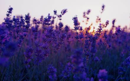Lavender_Wallpaper_Collection