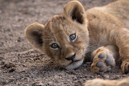 Paws The Lion Cub