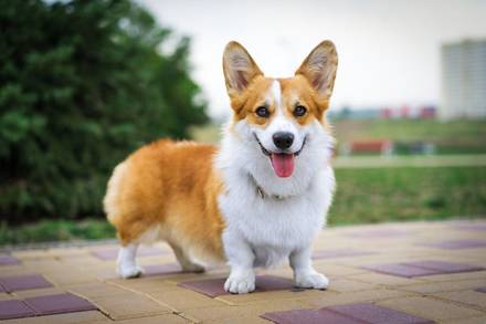 Corgi_lover Wallpapers - Wallpaper Cave