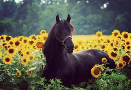 Holly_equestrian