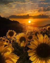 love_sunflower_