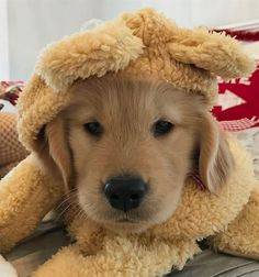 TeddyTheGolden