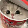 Ramancat1234567788