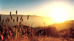 Wallpaper by Donna Frances Keblaitis