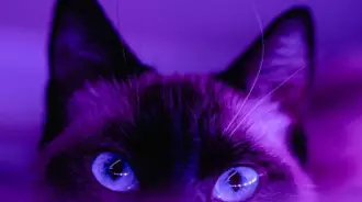 ᴄᴜᴛᴇ ᴄᴀᴛ ♥