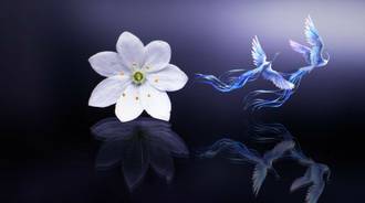 White flowers and fairy 