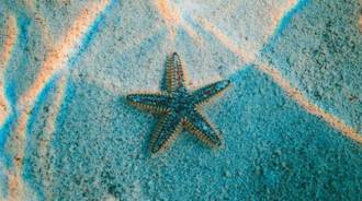 Ocean starfish