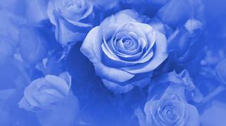 blue sad flowers 
