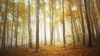 Wallpaper by thunderstrike