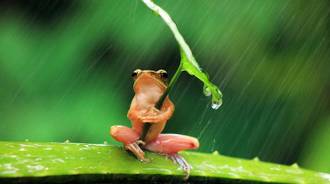 red frog, selective focus photography of frog holding leaf, rain