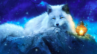 White wolf / loup blanc