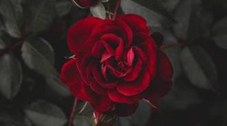 Red rose hd
