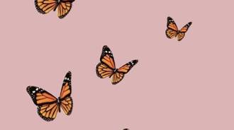 Butterflies :>