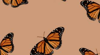 Fly My Little Butterfly <3
