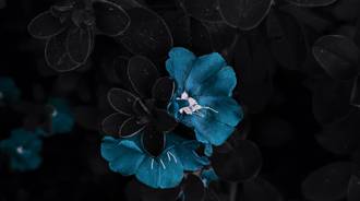 Black/Blue Flower Aesthetic