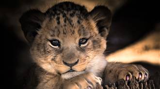 #Baby Lion