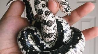 Me holding my snake