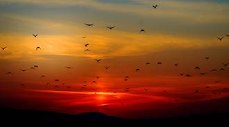 Mountains Birds Silhouette Sunset Dusk Dawn