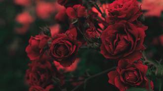Wallpaper by aesthetix