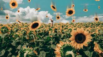 aesthetic sunflower (this is not mine)