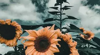 Aesthetic sunflower!