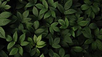 leaves/mint
