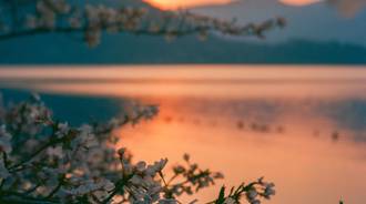 lake with flowers and sunset
