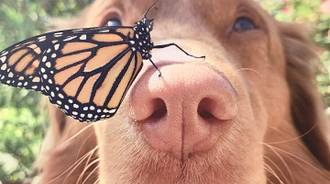 Dog with butterfly ( ‘ ^ ‘ ) 