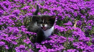 Kitten w purple flowers ☆*:.｡. o(*´꒳`*)o .｡.:*☆