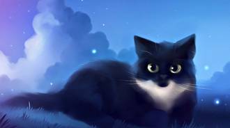 moonlight cat