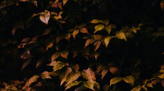 Wallpaper by Say_My_Name