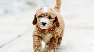 I love this  breed of dog this is the breed of my dog his name is rolo. The breed is a mini goldendoodle