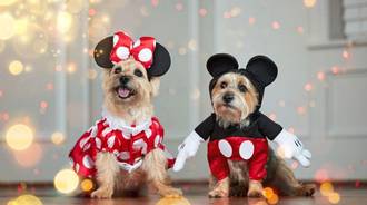 Dog Halloween wallpaper Micky and Minnie mouse-laptop #1