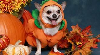 Dog halloween pumpkin  wallpaper-laptop #4