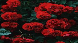 Roses for u