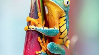 nice color ful frog