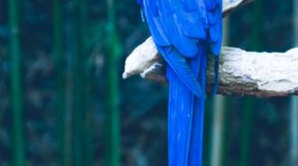 nice blue parrot