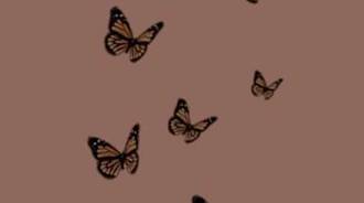AESTHETIC BROWN BUTTERFLYS