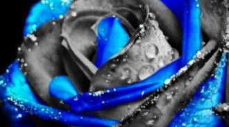 blue and grey rose with dew drops