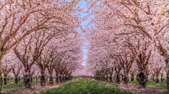 Cherry Blossom