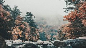 Wallpaper by Nature is my office