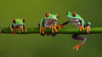 Red-Eyed Tree Frogs