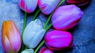tulips