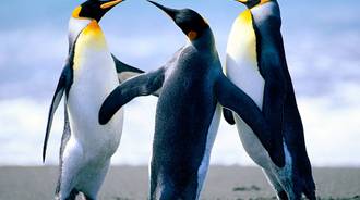 penguins