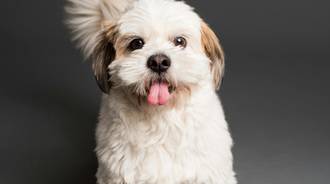 cute dogs