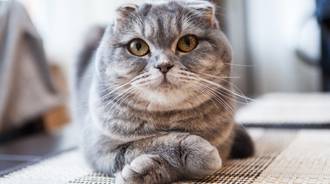 Scottish Fold Cat