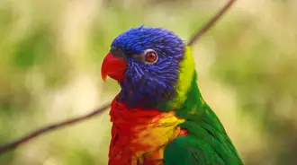 bird